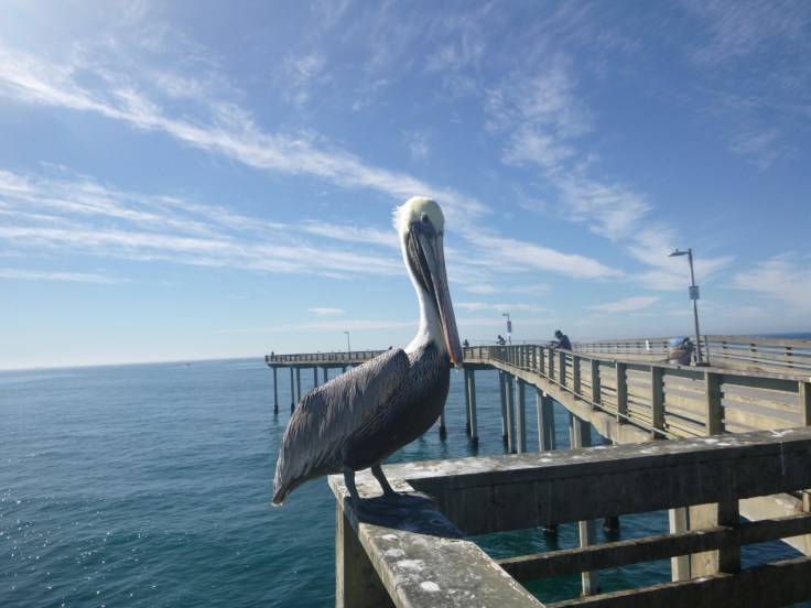 wp-1448154358884 image